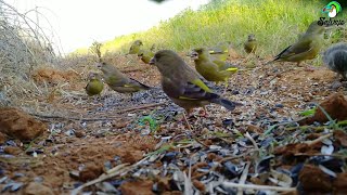 VERDERONES SALVAJES COMIENDO EN LIBERTAD CÁMARA OCULTA Aviachy  Salvaje [upl. by Stortz]