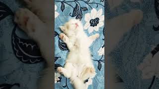 dance song music cat cute youtubeshort shortvideo viral [upl. by Lehpar]