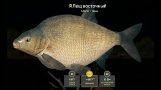 Russian Fishing 4  Lower Tunguska River Eastern bream Trophy 18032024 [upl. by Ishii]