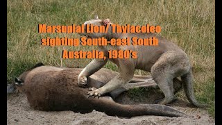 Thylacoleo carnifex  Marsupial Lion sighting 1980s South East South Australia 2 x witnesses [upl. by Ellerihs]