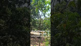 Grafted mango tree after one year mango grafting farm fruitingtrees fruittrees treebranch [upl. by Aenotna]