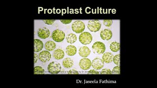 Protoplast culture [upl. by Michal742]