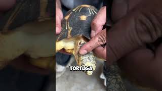 ¡Rescate de Tortuga Cortando el Filo Peligroso del Caparazón 🐢🔧 shorts [upl. by Javed]