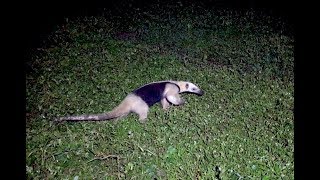 Tamandua Anteater at my Feet [upl. by Aryan]