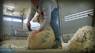 Sheep Shearing School [upl. by Haikan]