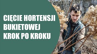 Jak przyciąć hortensję bukietową  Hortensja bukietowa  Cięcie hortensji bukietowej krok po kroku [upl. by Brandice]