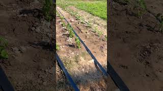 drip hose irrigation system irrigation kits winder shorts instagood tips farmer lawn crop [upl. by Etteyniv]