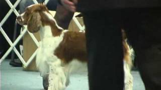 The 2008 ASC Flushing Spaniel Dog Show Best in Show [upl. by Eelana]