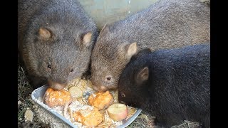 Wombats eating [upl. by Nisa]