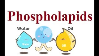 Phospholipids  2024 foryou biochemistry science [upl. by Aduh]