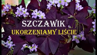 SZCZAWIK TRÓJKĄTNY PURPUROWY  ROZMNAŻANIE  UKORZENIAMY LIŚCIE [upl. by Pasquale]