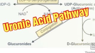 Uronic Acid Pathway Biochemistry  DGlucuronic Acid Metabolism of Carbohydrates [upl. by Adin]