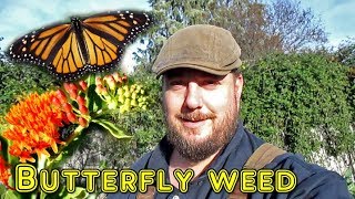 Growing Butterfly Weed Milkweed  Its Many Benefits amp When To Harvest The Seed [upl. by Lesya]