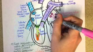 Heart Structure and Circulation [upl. by Kartis]