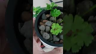 Amazing result of Simple DIY Hydroponic System  kratky kratkymethod diyhydroponics hydroponics [upl. by Leffert]