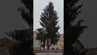 Tannenbaum Straubing europareisen [upl. by Yatnuhs73]