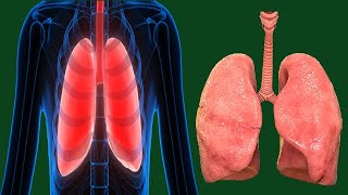 Restrictive Lung Disease Causes And Symptoms [upl. by Niasuh144]