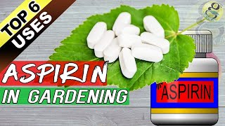 ASPIRIN HACKS ON PLANTS and GARDENING Top 6 Benefits of Aspirin as Rooting Hormone  Others [upl. by Etnecniv]