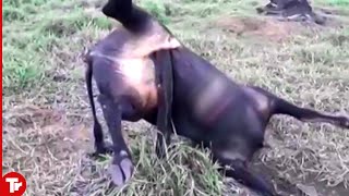 This Bull Never Expected to Die in This Horrible Way [upl. by Fanechka]