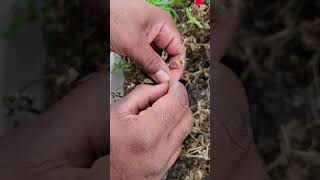 How to collect wave petunia seeds [upl. by Anar]