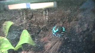 Male Dendrobates auratus quotEl Copequot ignoring recorded call [upl. by Eciram]