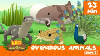 Oviparous Animals Minisode Compilation Part 67  Leo the Wildlife Ranger  Animation  For Kids [upl. by Toh]