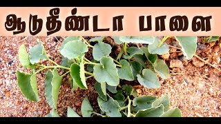 Aristolochia bracteata ஆடுதீண்டா பாளையின் மகத்துவம் மருத்துவம் [upl. by Irolam]