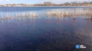 Goldfish army takes over Colorado lake [upl. by Eleazar254]