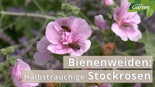 Halbstrauchige Stockrosen für den Garten  MDR Garten [upl. by Leyla572]