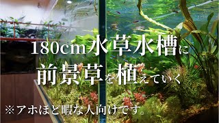 【超暇人向け】180cm水草水槽に前景草を植栽！ [upl. by Einiar882]