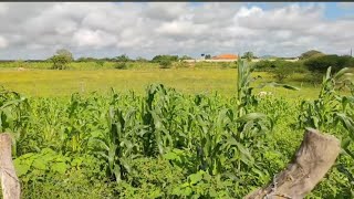 Imóvel a venda em Minador do Lúcio Cacimbinha  Alagoas 82994265048 [upl. by Arateehc]