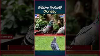 iSmart News  పావురాల సాయంతో దొంగతనం  Theft with the help of Pigeon  TV9 [upl. by Surbeck]