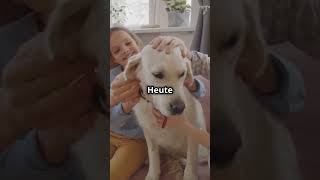 quotWie Hunde unsere besten Freunde wurden 🐕 Die unglaubliche Geschichtequot hundefakten Hundeliebhaber [upl. by Asirram]