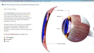 ANATOMY EYE CILIARY BODY [upl. by Ponce352]