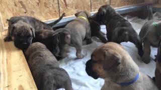 Bullmastiff Puppies [upl. by Leslie804]