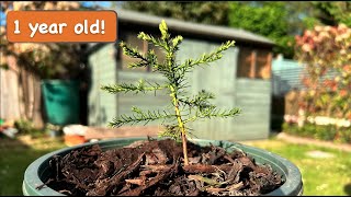 One year old Giant Sequoia tree Grown from Seed 1 year timelapse [upl. by Dore]