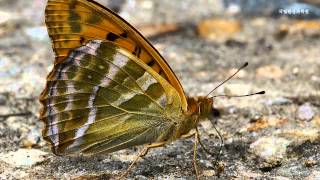 은줄표범나비Argynnis paphia국립환경과학원 [upl. by Hannahoj779]