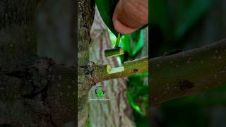 Budding and grafting fruit plants best technology [upl. by Lodovico]