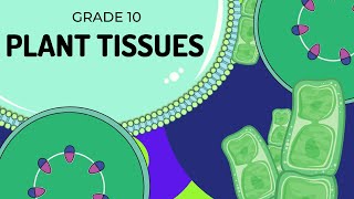 PLANT TISSUES  EASY to UNDERSTAND [upl. by Eanert]