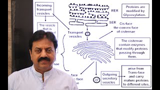 Golgi Apparatus Definition Structure origin In Sindhi  XI Biology Chapter 4 The Cell [upl. by Yrian900]