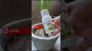 Best Fertilizer For Areca Palm  plant floweringplant plantagarden plantsngardens [upl. by Weasner]