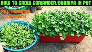 How to Grow CorianderDhaniyaCilantro at Home WITHIN 10 DAYS [upl. by Correna]