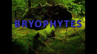 Bryophytes [upl. by Ahsoem]