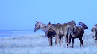 Horse Kalmykia [upl. by Aidnyl]