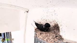 Swallows build nest bird architects燕子筑巢，2只小燕子接力盖房子，回来一趟又一趟 [upl. by Ydok825]