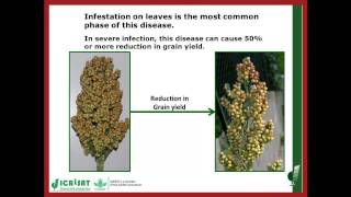 Anthracnose of Sorghum [upl. by Nocam]