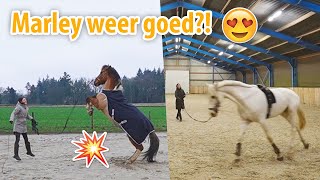 Marley wordt WILD Trainen met Nacho maar waarom is hij nou echt weg [upl. by Eseuqcaj]