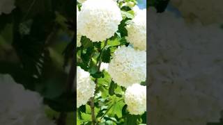 Explore A Beauty of Snowball flowers gardening epicgardening explore [upl. by Gnni66]