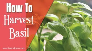 How to Harvest Basil for Continuous Plant Growth [upl. by Chapa38]