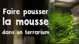 Comment faire pousser de la mousse en terrarium [upl. by Waddington]